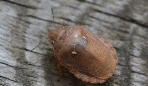 Réf. 315 054 : Eurygaster sp.
